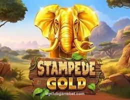 Stampede Gold